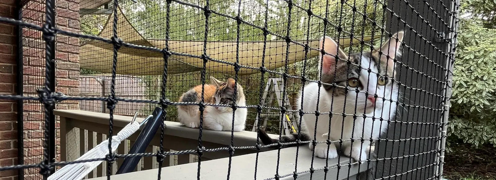 Repairs & Maintenance: an example custom cat enclosure